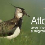 1º Atlas das Aves Invernantes e Migradoras de Portugal