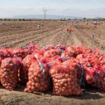 Caloiros da CATÓLICA na apanha da batata de restolho