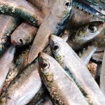Lagos apoia reivindicações de pescadores e armadores da sardinha