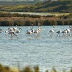 Associações do ambiente aplaudem decisão do governo