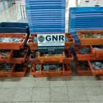 GNR apreendeu mais de 300 kilos de Polvo em Olhão