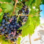 Lagoa organizou as III Jornadas de Enoturismo