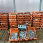 A GNR de Olhão apreendeu mais de uma tonelada de Polvo