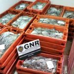 GNR de Olhão apreendeu mil quilos de polvo por fuga à lota