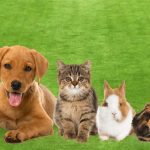 A guarda de animais de estimação para donos em férias