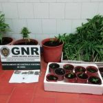 GNR apreende plantação de cannabis em Aljezur