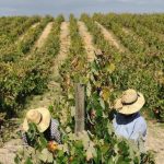 Programas de Vindimas na Península de Setúbal