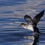 ONG´s do Ambiente lançam desafios ao próximo governo