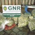 GNR de Olhão apreende 270 quilos de bivaldes