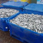 Toneladas de sardinha apreendida pela GNR