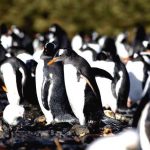 Microplásticos encontrados em pinguins na Antártida