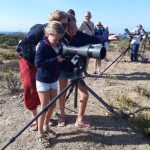 Festival de Observação de Aves em Sagres
