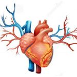 Milhares de Angioplastias Coronárias no SNS