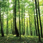 A Bayer anuncia medidas de sustentabilidade ambiental