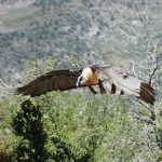 União Europeia falha na proteção da natureza