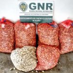 GNR de Olhão apreende de 152 Kg de bivalves