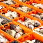 A atividade comercial nas Lotas cresceu 3.3% em 2019