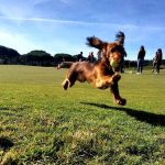 The Oitavos na Q. da Marinha recebe amigos de 4 patas