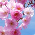 Viagem às Cerejeiras em Flor na Serra da Gardunha