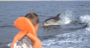 Campanha promove a proteção dos Golfinhos do Sado