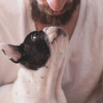 Carência de alojamento para animais de estimação