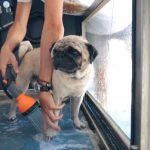 A Galp inaugura o primeiro "Dog Wash" no Oeiras Parque