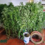 GNR acaba com plantação de cannabis em Monchique