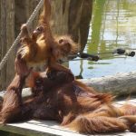 Dia Mundial do Orangotango no Jardim Zoológico de Lisboa
