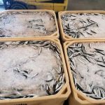 Apreensão de 880 quilos de biqueirão por fuga à lota