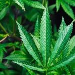 O farmacêutico e a canábis para fins medicinais