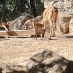 Veados da Birmânia nascidos no Jardim Zoológico