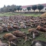 A Herdade da Torre Bela repudia o massacre