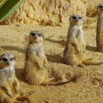 Jardim Zoológico anuncia férias de Natal online