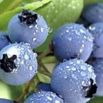 Cientistas estudam o impacto hepático do Mirtilo