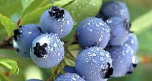 Cientistas estudam o impacto hepático do Mirtilo