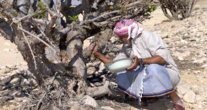 O Museu do Oriente anuncia o Workshop Exotica Naturalia