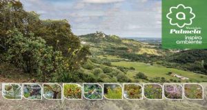 Palmela: À descoberta das plantas da Serra do Louro