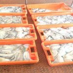 GNR apreende 130 Kgs de polvo por fuga à lota