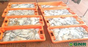 GNR apreende 130 Kgs de polvo por fuga à lota