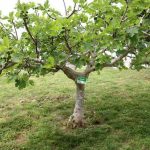 Lagos mais arborizada na comemoração da Semana Verde