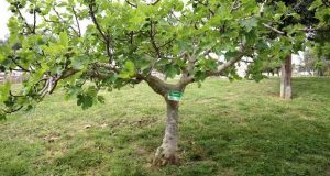 Lagos mais arborizada na comemoração da Semana Verde