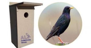 Vita Nativa instala 30 caixas ninho na cidade de Faro