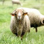 Mercado Queijo Pão e Vinho em S. Gonçalo - Palmela