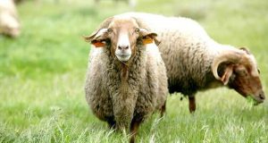 Mercado Queijo Pão e Vinho em S. Gonçalo - Palmela