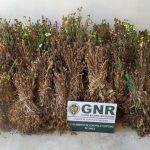 Apreendida plantação de ópio em Vila do Bispo
