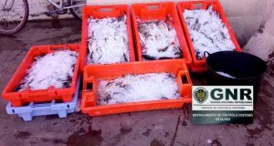 GNR de Olhão apreende pescado por fuga à lota