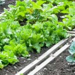 Sintra abre candidaturas à Horta Solidária no Pendão