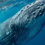 Lançamento oficial da Ocean Azores Foundation