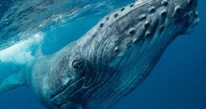 Lançamento oficial da Ocean Azores Foundation