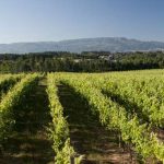 Festa das Vindimas de Palmela em Setembro